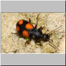 Panagaeus cruxmajor - Grosser Scheukaefer 8mm 01a OS-Hollage-Lehmkuhle.jpg